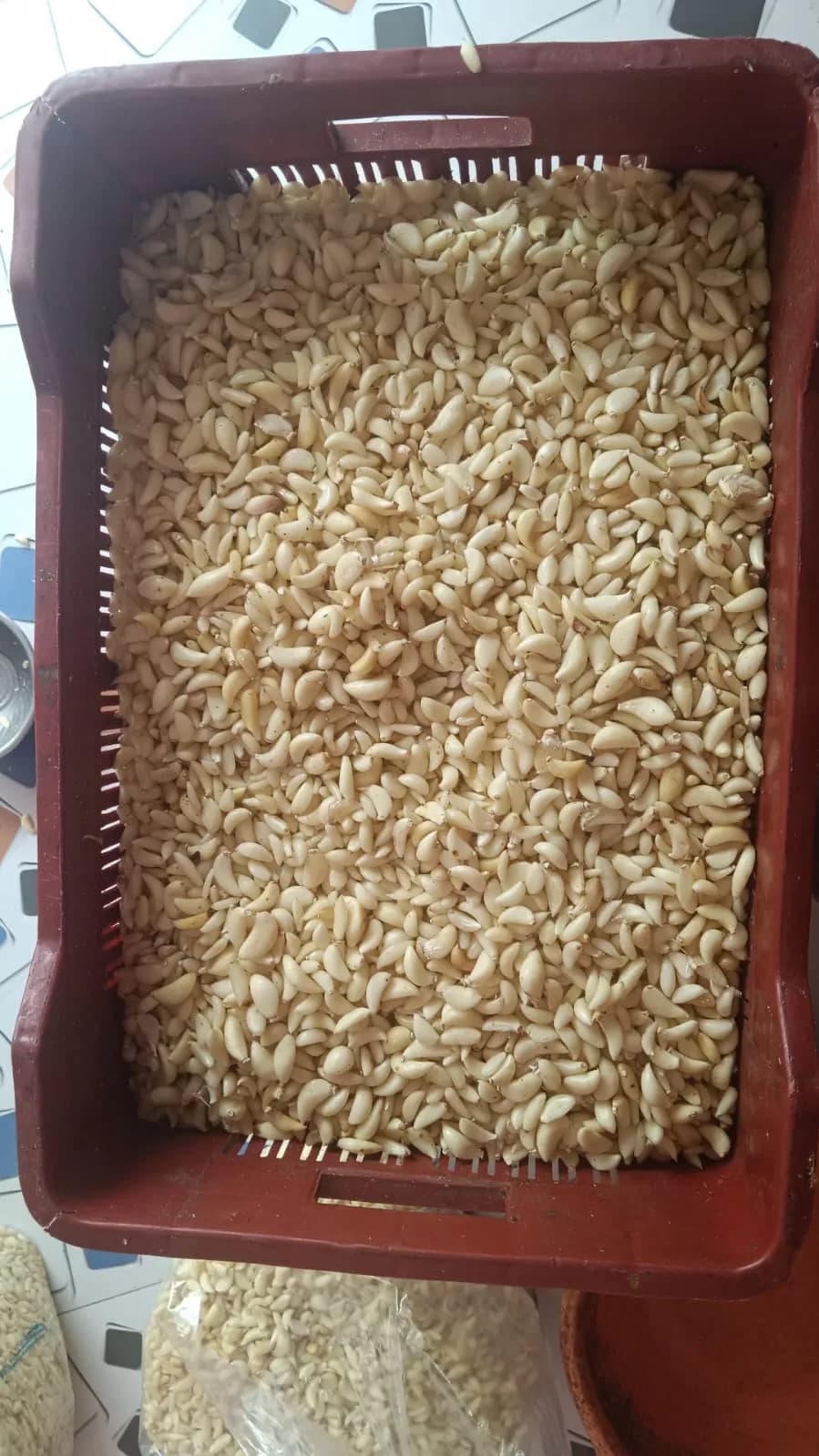 Fruit & Vegetable Processing Solutions